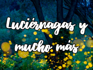 Luciérnagas y más, 1 día